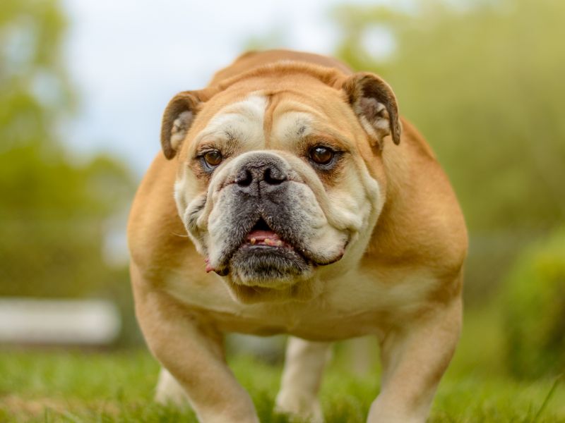 English Bulldog for adoption in Kenilworth, Warks – 8 years old - Image 2 of 5