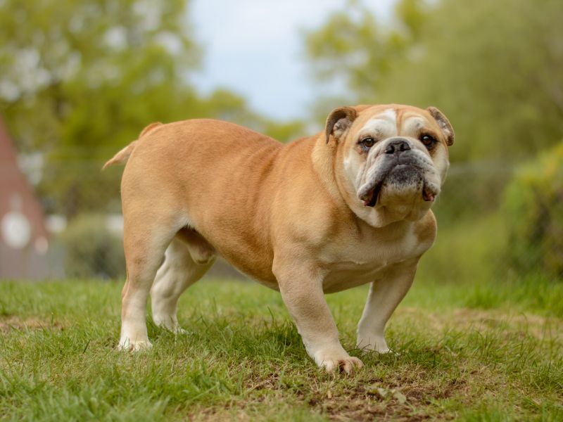 English Bulldog for adoption in Kenilworth, Warks – 8 years old - Image 5 of 5