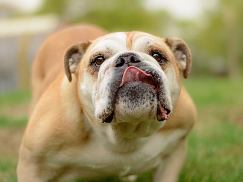 English Bulldog for adoption in Kenilworth, Warks – 8 years old - Image 3 of 5