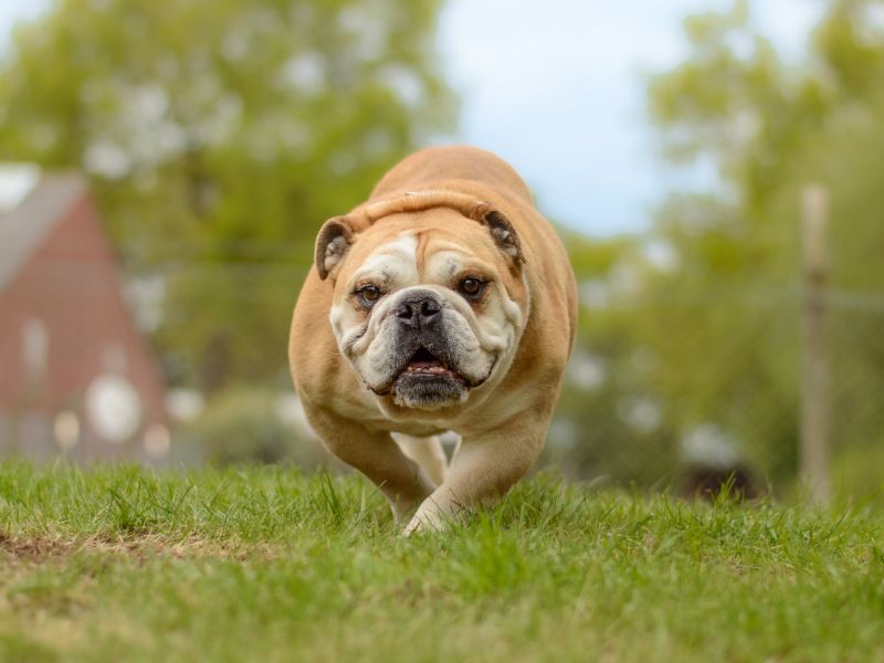 English Bulldog for adoption in Kenilworth, Warks – 8 years old - Image 4 of 5