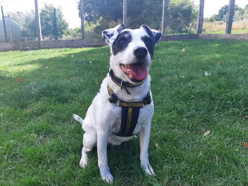Jack Russell puppies for sale in Newbury – 16 years old