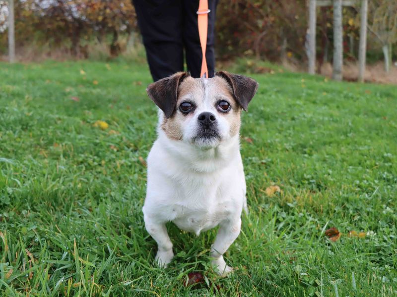 Jack Russell Terrier for adoption in Sadberge, Durham – 8 years old - Image 2 of 2