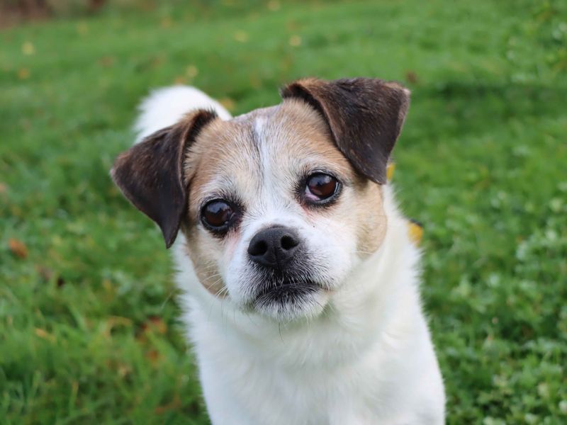 Lola | Terrier (Jack Russell) Cross | Darlington - 1