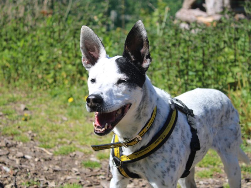 Patches | Crossbreed | Merseyside (Liverpool) - 1