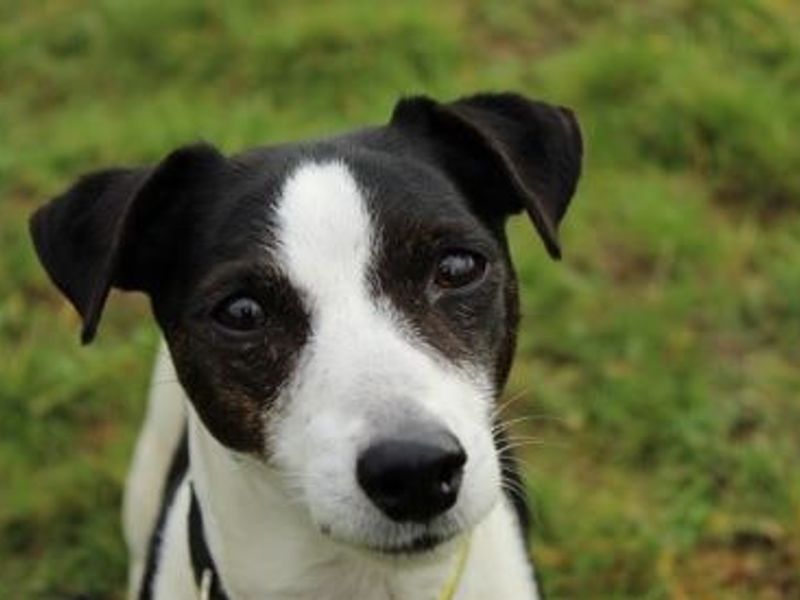 Jack Russell puppies for sale in Newbury – 15 years old
