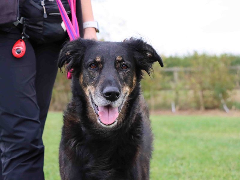 Elsie | Crossbreed | Darlington - 1