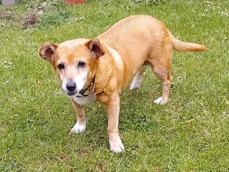 Jack Russell Terrier Dogs And Puppies For Adoption