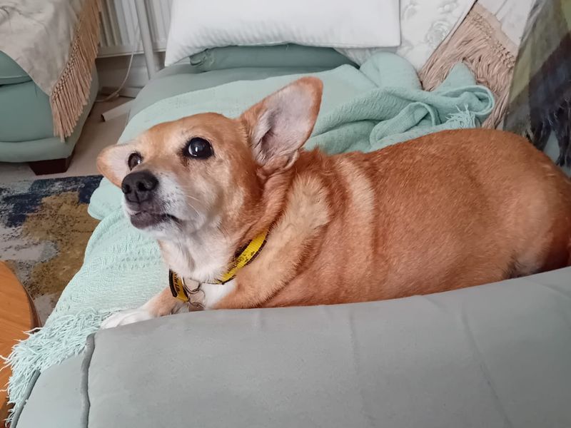 undefined | Welsh Corgi (Pembroke) Cross | undefined - 1