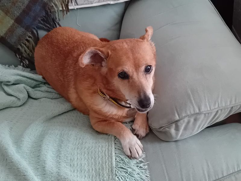 undefined | Welsh Corgi (Pembroke) Cross | undefined - 2