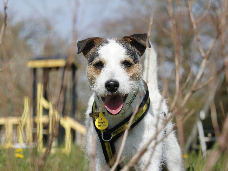 Fidget | Crossbreed | Cardiff - 1