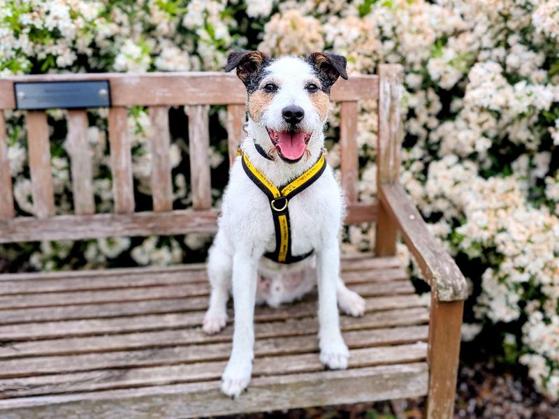 Fidget | Crossbreed | Cardiff - 1