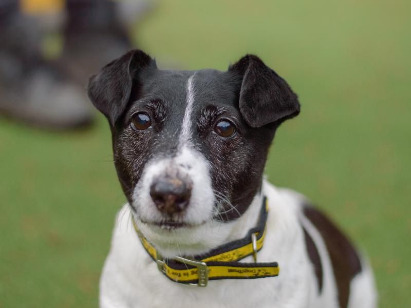 Jack russell rescue north hot sale west