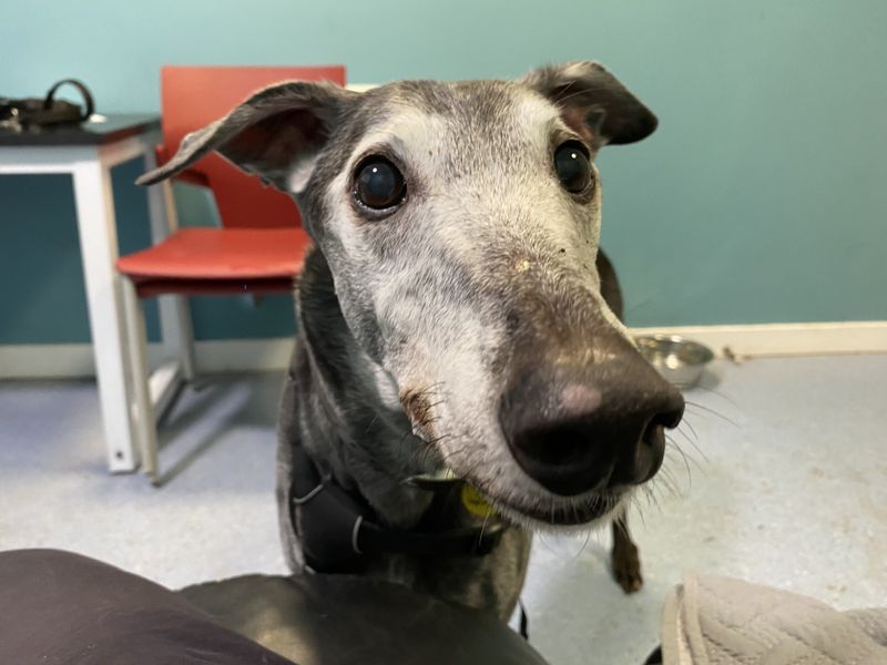 Greyhound for adoption in Ilfracombe, North Devon – 12 years old