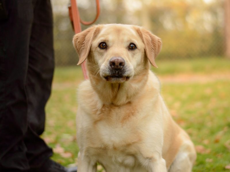 Blake, a 8 years old male Unknown available for adoption from Dogs Trust in Kenilworth, West Midlands