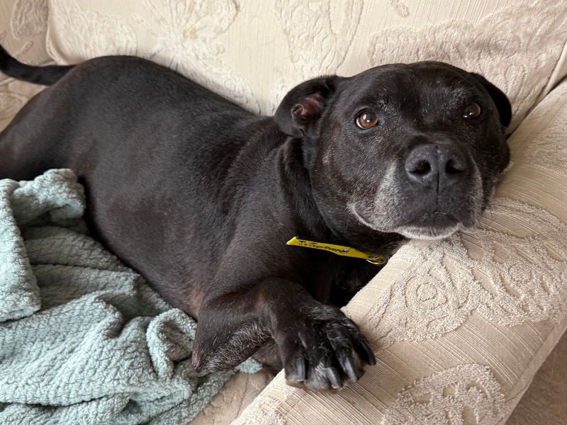 Staffordshire Bull Terrier for adoption in Wymeswold, Leicestershire – 9 years old - Image 2 of 5