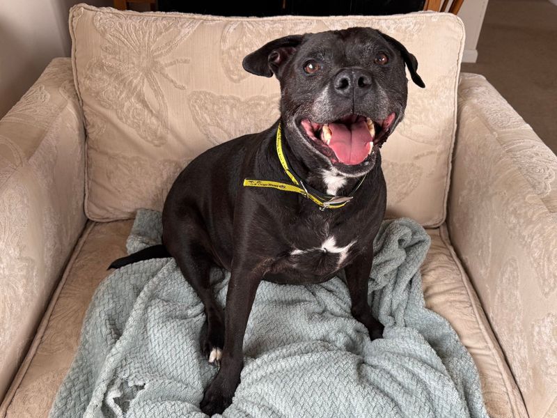Staffordshire Bull Terrier for adoption in Wymeswold, Leicestershire – 9 years old - Image 3 of 5