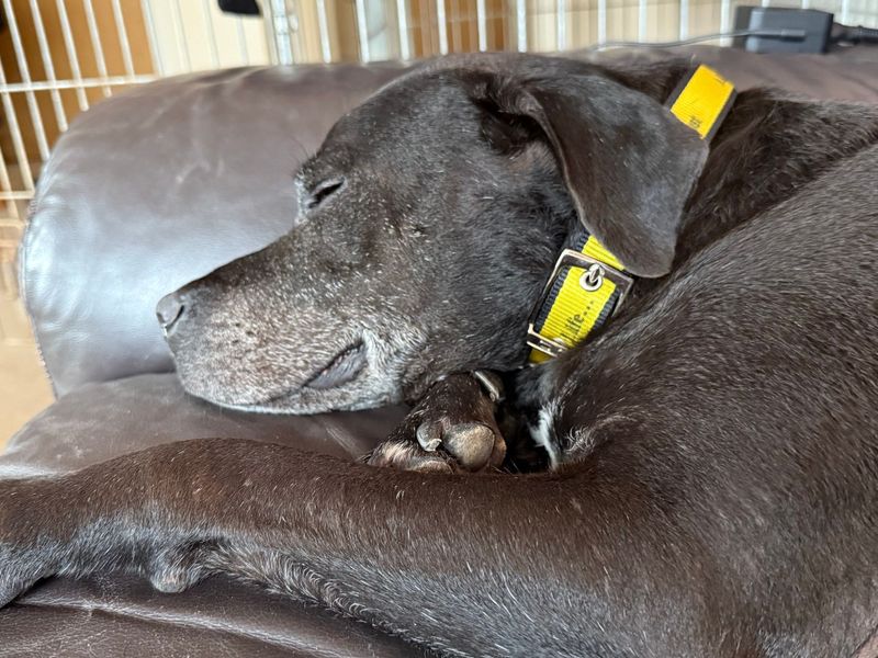 Staffordshire Bull Terrier for adoption in Wymeswold, Leicestershire – 9 years old - Image 4 of 5