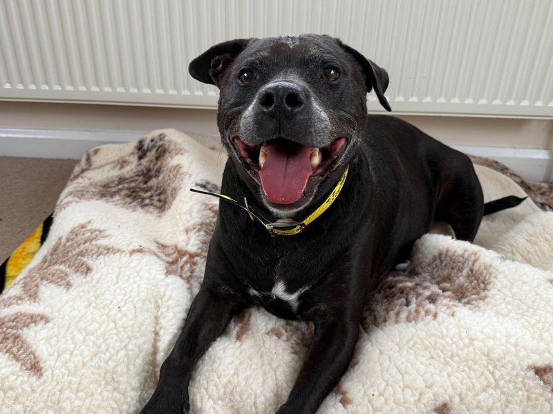 Staffordshire Bull Terrier for adoption in Wymeswold, Leicestershire – 9 years old