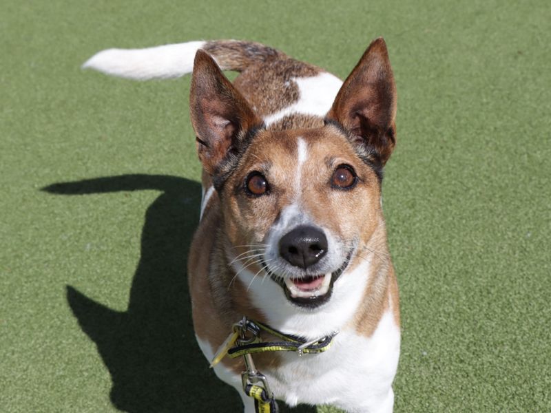 Fred | Terrier (Jack Russell) | Evesham (Worcestershire) - 1