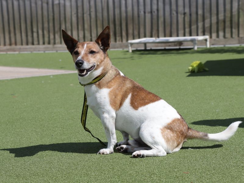 Fred for sale in Evesham, Worcestershire