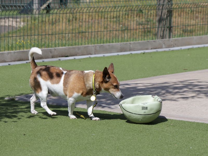 Jack Russell for adoption in Evesham, Worcestershire – 9 years old - Image 6 of 6