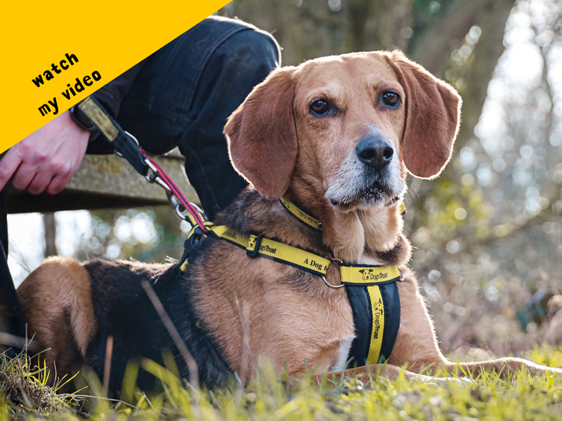 Adopt a Trailhound Cross Rescue Dog Toffee Dogs Trust