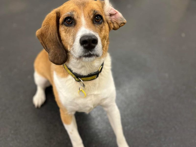 Jess for sale in Newton Tony - Image 2