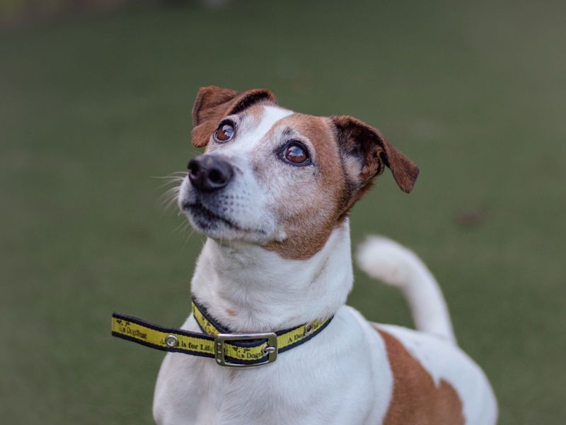 Jack Russell puppies for sale in Kenilworth – 10 years old