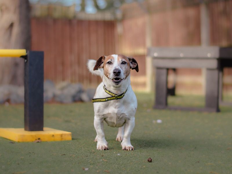 Jack Russell Terrier for adoption in Kenilworth, Warwickshire – 11 years old - Image 6 of 9