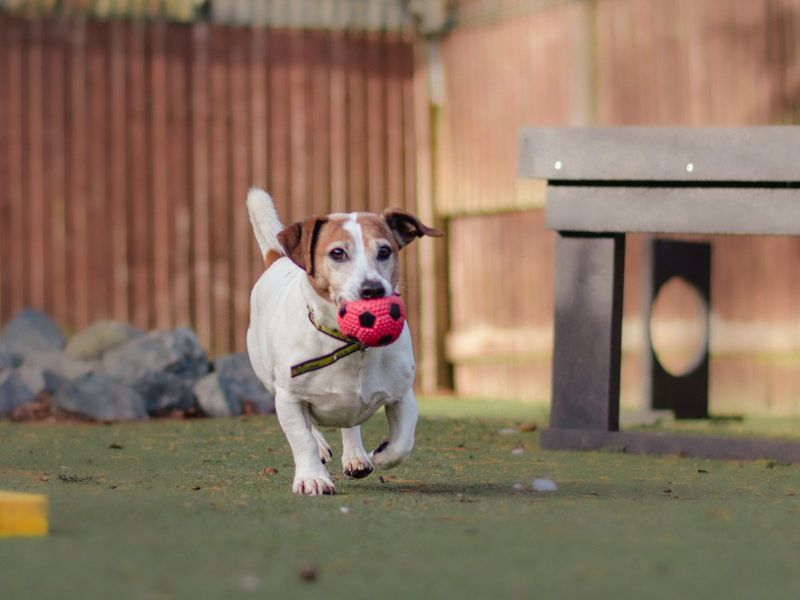 Jack Russell Terrier for adoption in Kenilworth, Warwickshire – 11 years old - Image 9 of 9