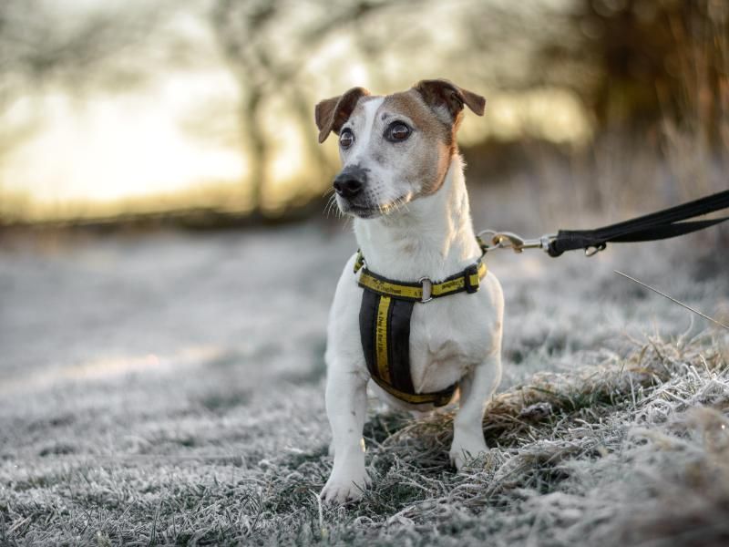 Jack Russell Terrier for adoption in Kenilworth, Warwickshire – 11 years old - Image 5 of 9