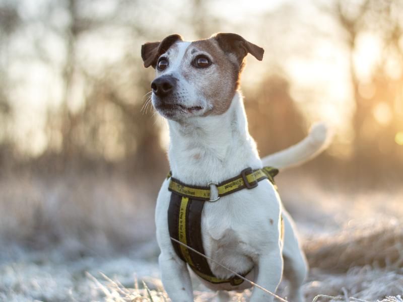 Jack Russell Terrier for adoption in Kenilworth, Warwickshire – 11 years old - Image 1 of 9