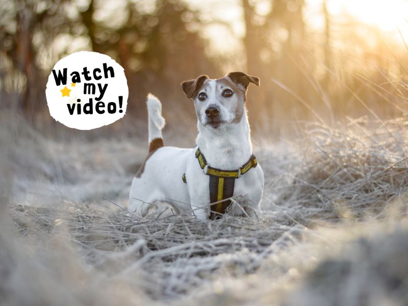 Jack Russell Terrier for adoption in Kenilworth, Warwickshire – 11 years old - Image 2 of 9