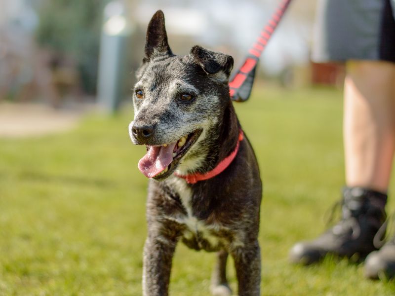 Dart | Terrier (Patterdale) | Kenilworth (West Midlands) - 1