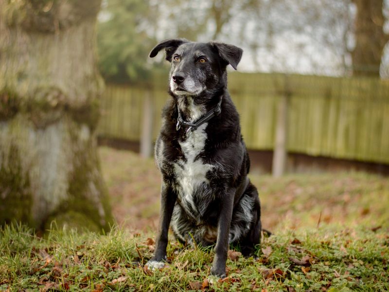 Tessa for sale in Kenilworth, Warks | Image 3
