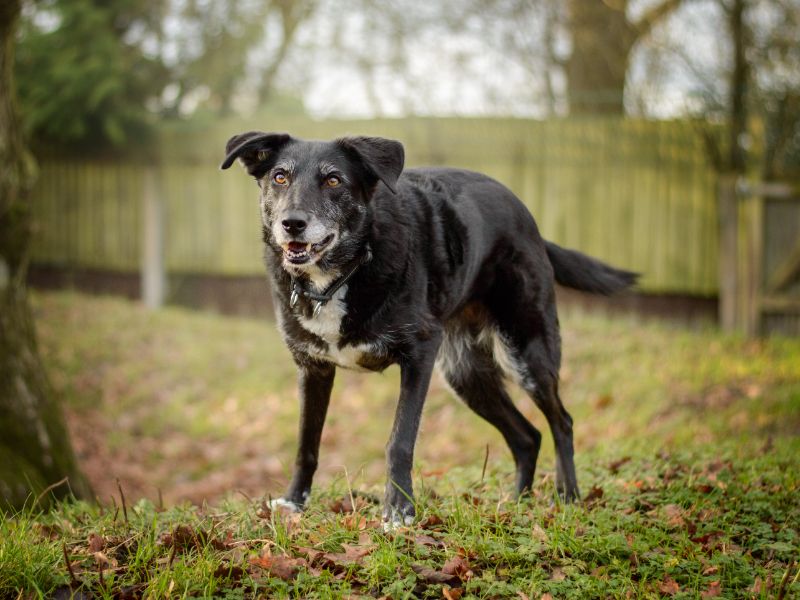 Tessa for sale in Kenilworth, Warks | Image 2