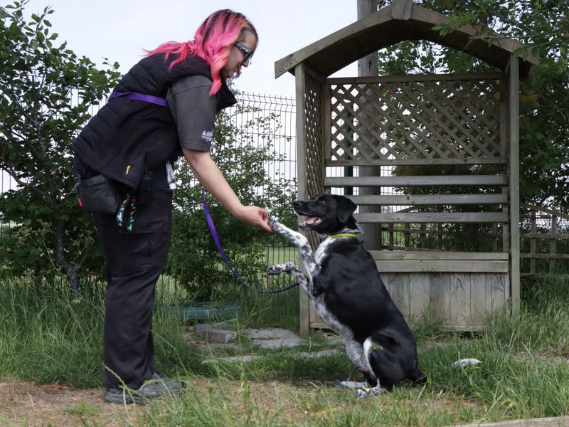 Border Collie for adoption in Evesham, Worcestershire – 8 years old - Image 5 of 6