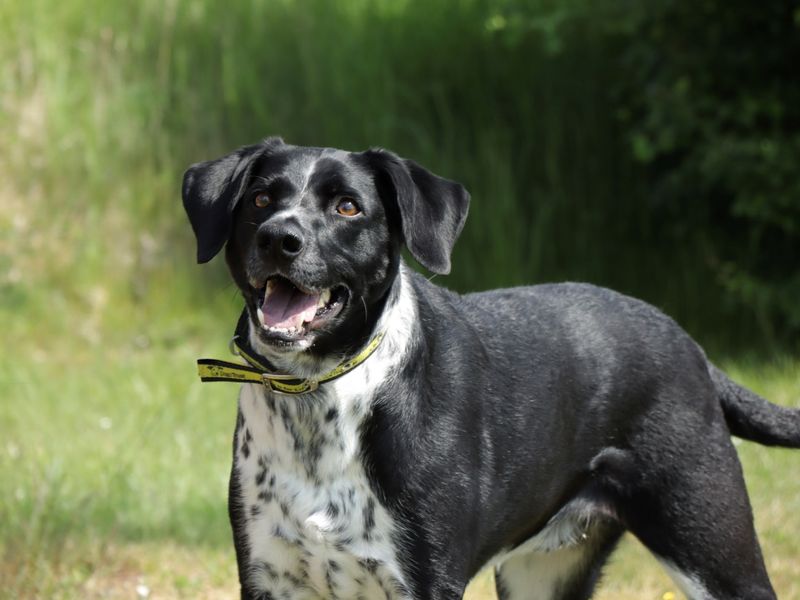 Harry for sale in Evesham, Worcestershire | Image 4