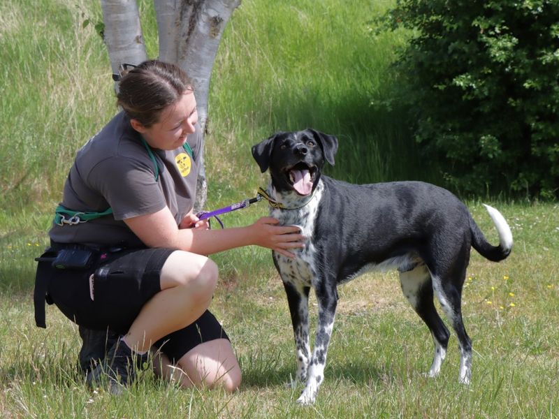 Harry | Collie (Border) Cross | Evesham (Worcestershire) - 1
