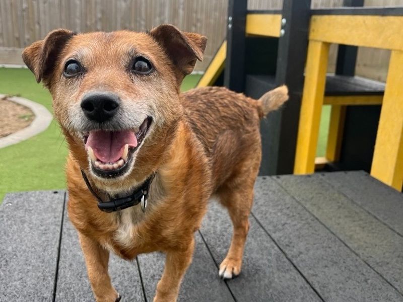 Jack Russell for adoption in Ballymena, Co Antrim – 13 years old
