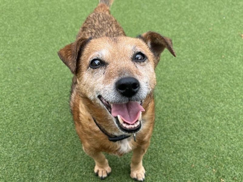 Shya | Terrier (Jack Russell) | Ballymena (Northern Ireland) - 1