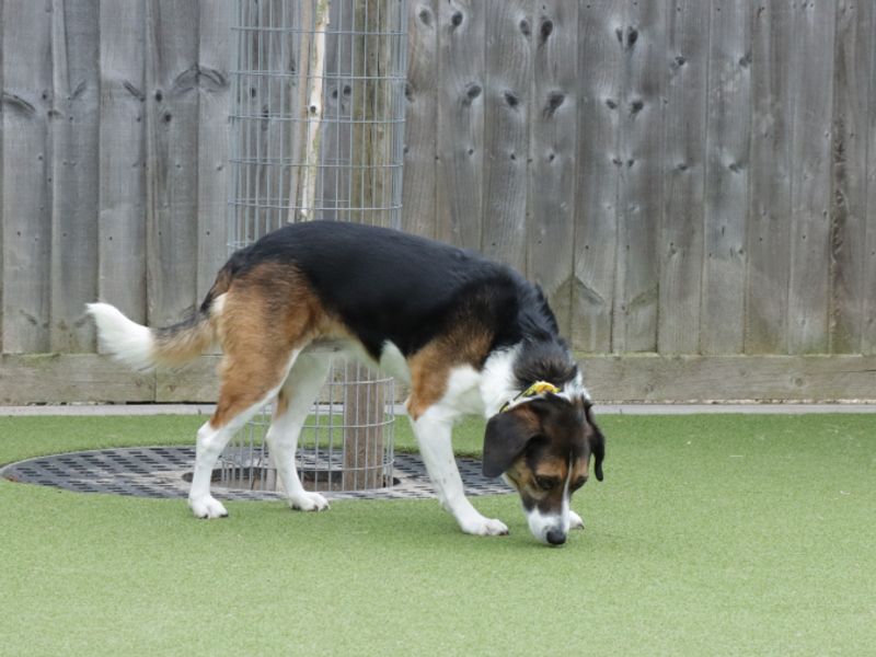 Flossy - Image 4 of 4