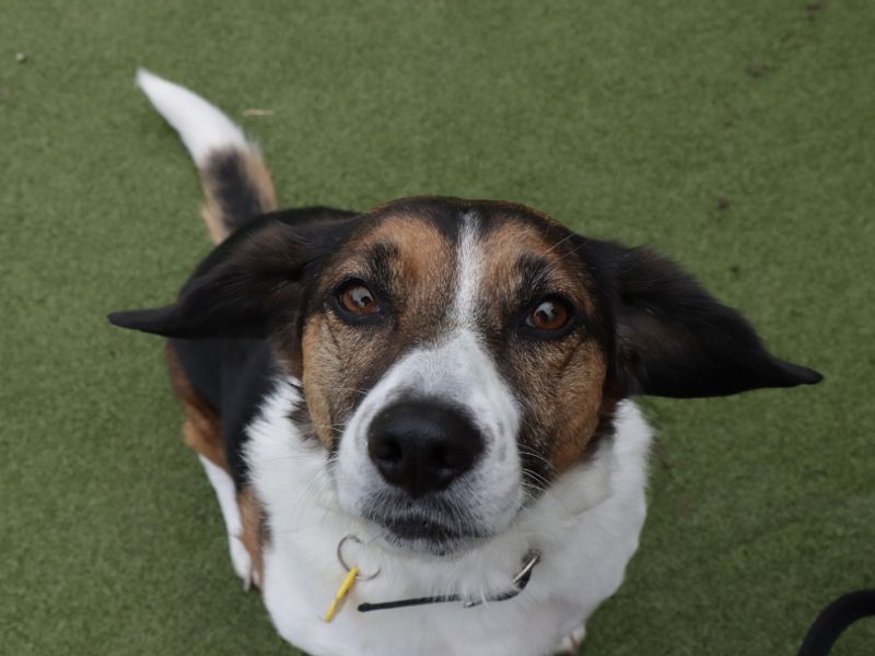 Flossy | Beagle | Evesham (Worcestershire) - 1