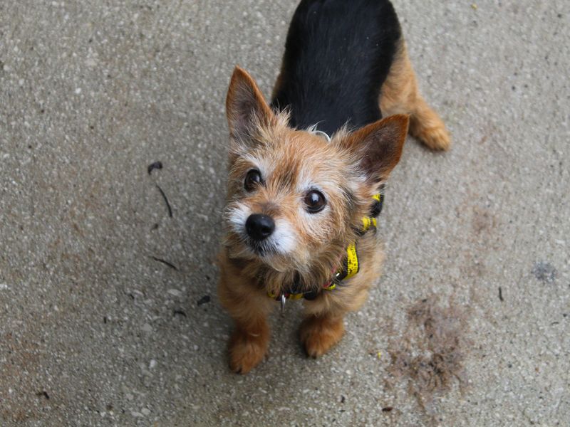 Yorkshire Terrier for adoption in Manchester, Greater Manchester – 15 years old - Image 3 of 7