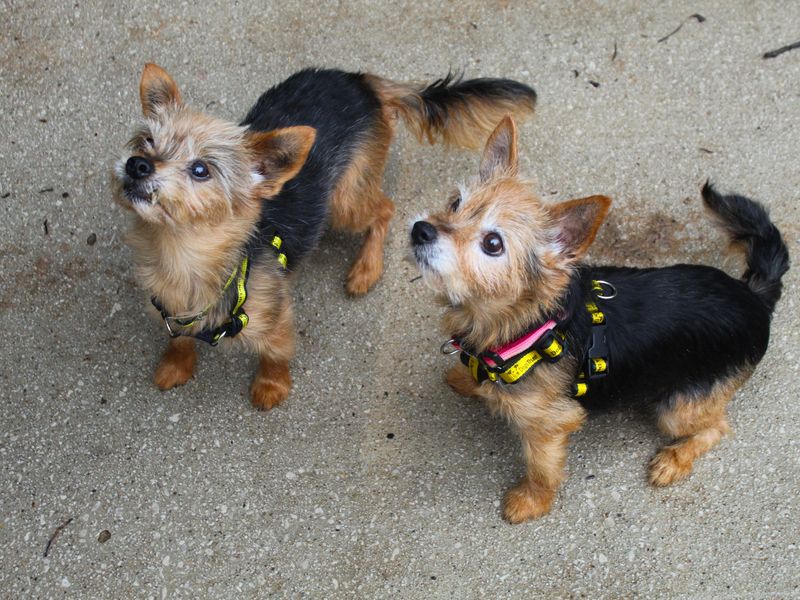 Yorkshire Terrier for adoption in Manchester, Greater Manchester – 15 years old - Image 7 of 7