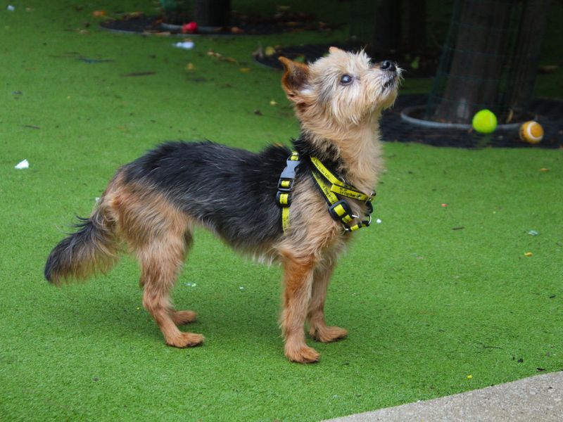 Yorkshire Terrier for adoption in Manchester, Greater Manchester – 15 years old - Image 5 of 7