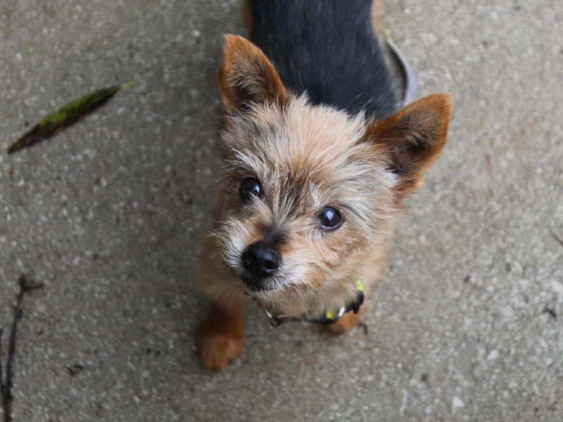 Yorkshire Terrier for adoption in Manchester, Greater Manchester – 15 years old - Image 2 of 7