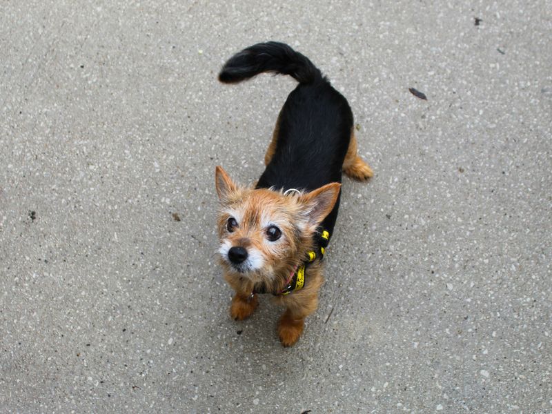 Yorkshire Terrier for adoption in Manchester, Greater Manchester – 15 years old - Image 4 of 7