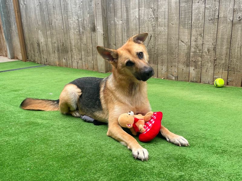 German Shepherd puppies for sale in Wymeswold – 9 years old
