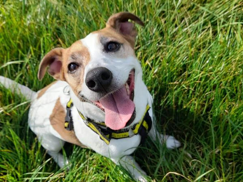 Jack Russell Terrier for adoption in Telford, Shropshire – 10 years old - Image 2 of 2